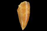 Serrated, Raptor Tooth - Real Dinosaur Tooth #178413-1